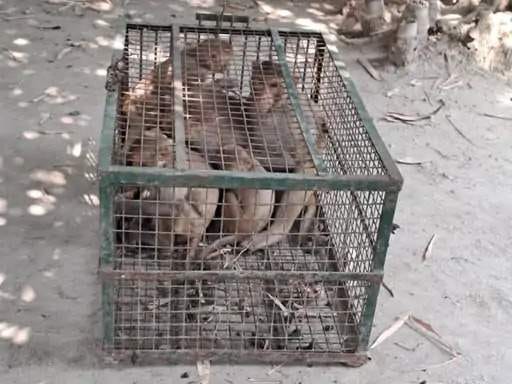 The Forest Department captured 81 monkeys from three villages.