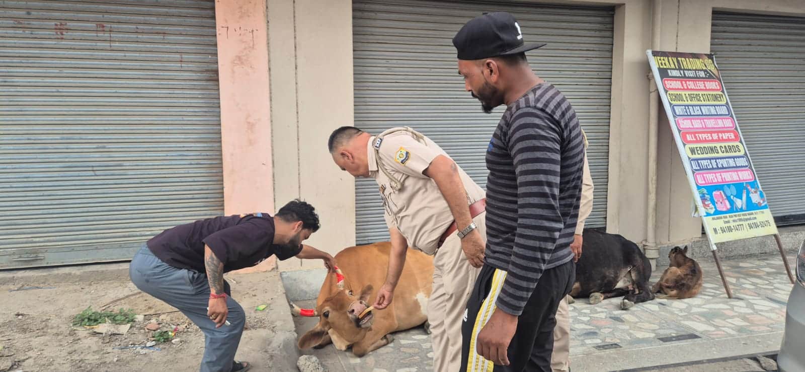नादौन में लावारिस पशुओं के सीगों पर  रिफ्लेक्टिव टेप लगाते पुलिस कर्मी व स्थानीय लोग। स्रोत :