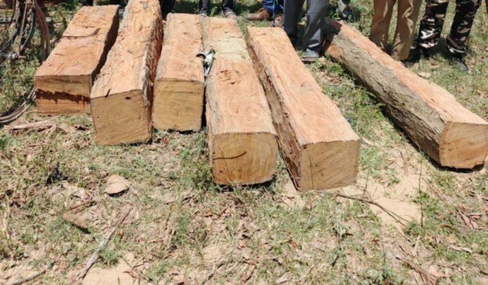 Two smugglers arrested with six Sal logs.