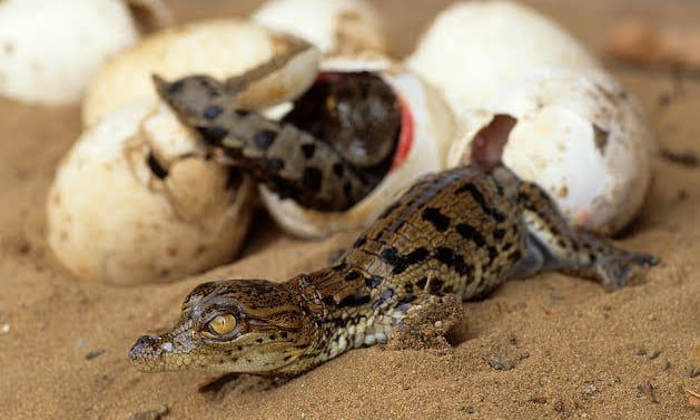 Crocodile hatching begins, 120 little guests arrive in Chambal