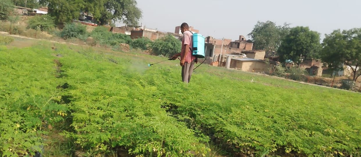 Drumstick will increase immunity, six lakh plants will be planted
