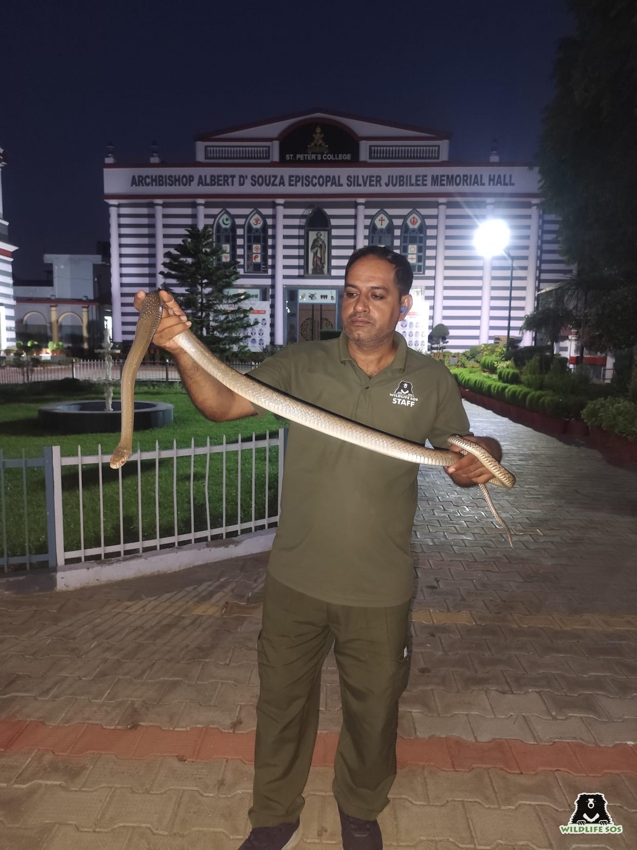 Extreme Heat Drives Reptiles into Urban Areas, Snake and Two Monitor Lizards Rescued in Agra