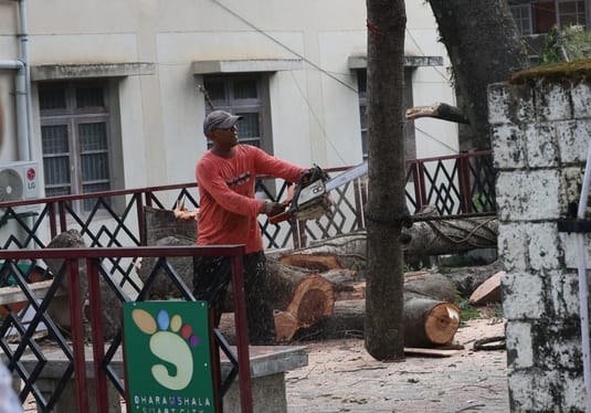 Work to cut down dangerous trees at Dharamshala Hospital has begun.