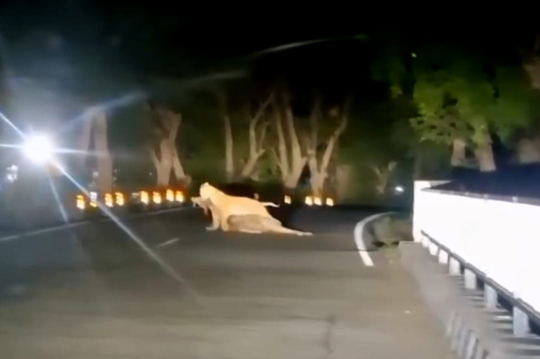 A tigress was seen dragging her prey along the road in Kalagarh.