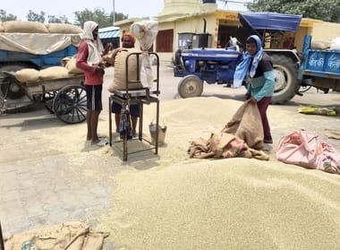 Pearl millet arrives in the market; prices lower than last year.