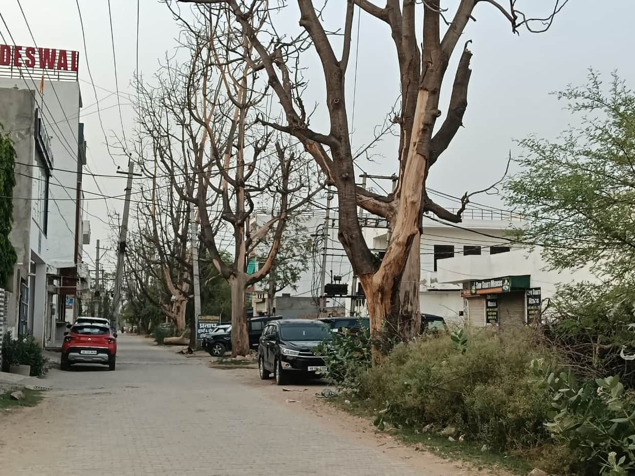 13,000 dead trees posing an accident risk have been identified; the Forest Department will soon launch a felling drive