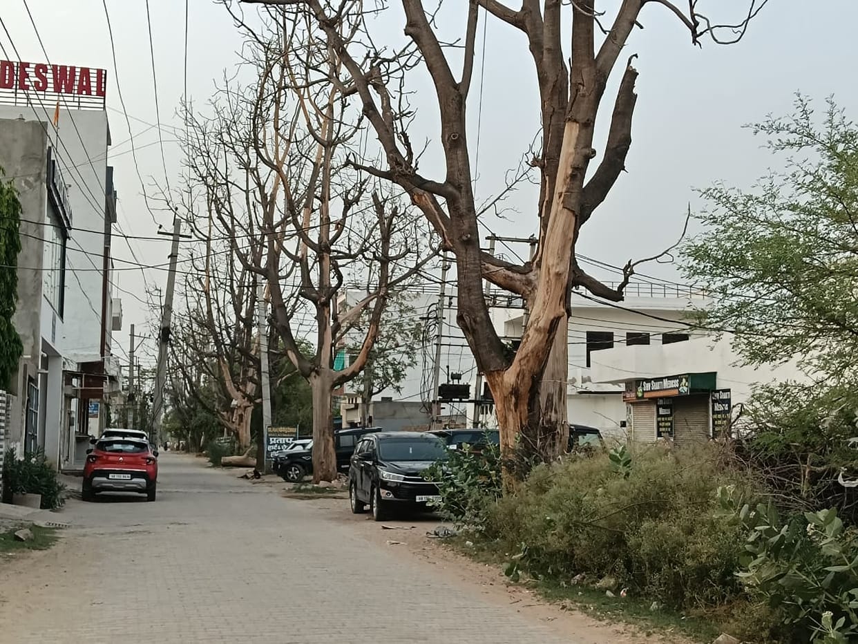 13,000 dead trees posing an accident risk have been identified; the Forest Department will soon launch a felling drive