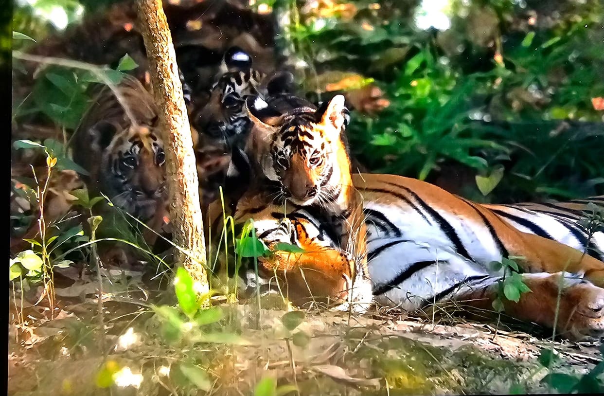 Tiger population rises in PTR; count could cross 85.