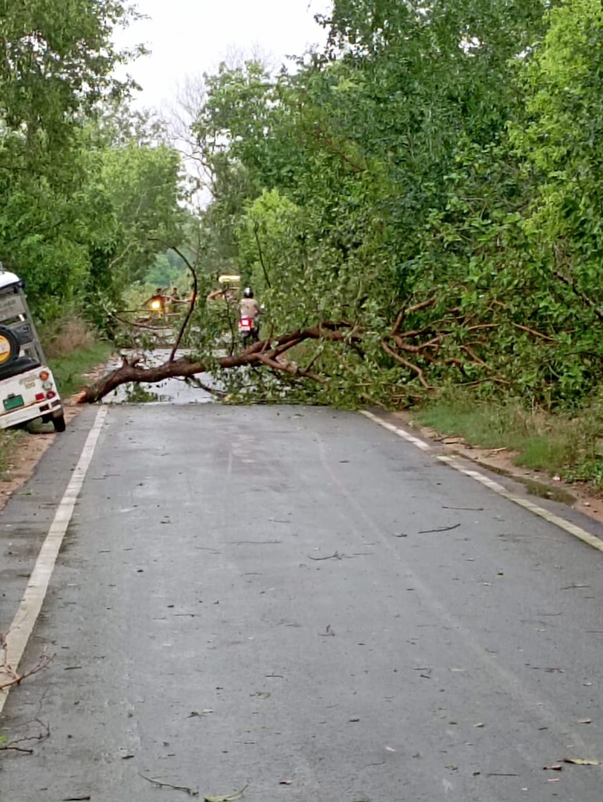 Tree branches snapped and tin sheds and thatched roofs were blown away by the storm and rain