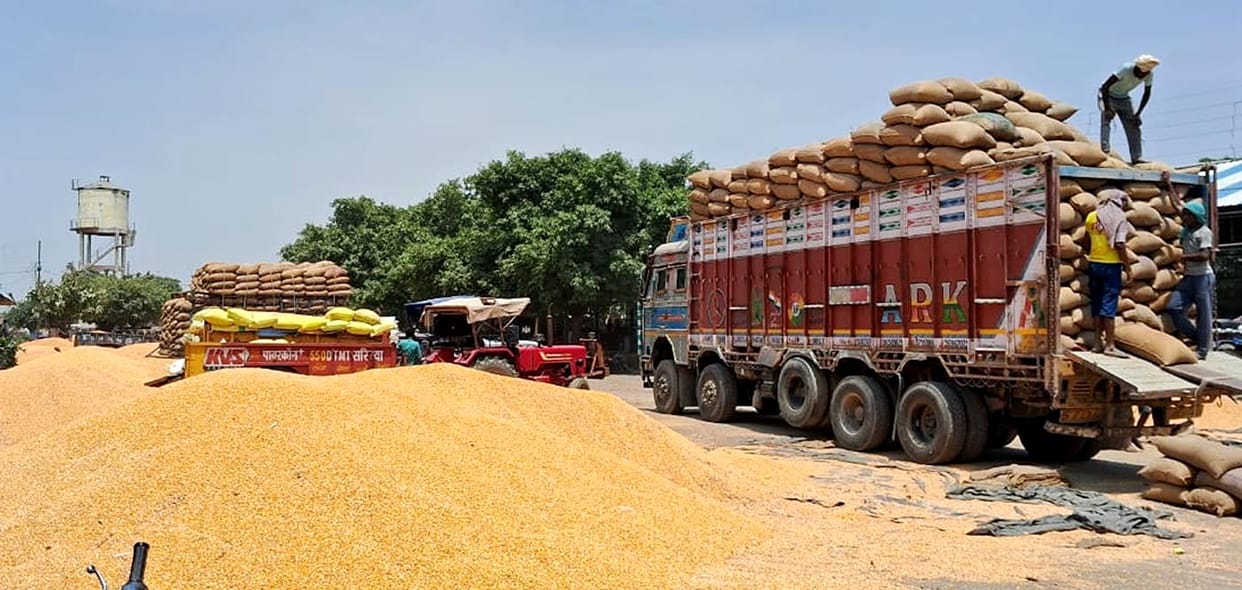 Number of buyers for Badaun's maize increases in Tamil Nadu, Madhya Pradesh, and Punjab.