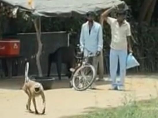 Langur reaches railway station, bites and injures four passengers.