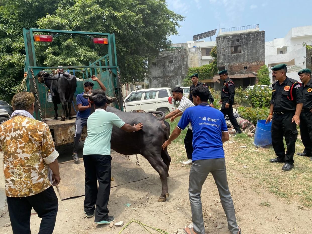 Municipal Corporation demolishes illegal cattle dairy structure in Gill Colony
