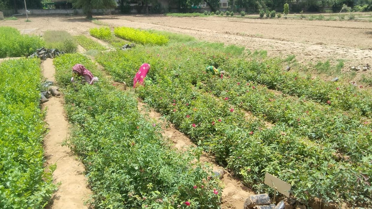 The Forest Department has raised saplings across 21 hectares.