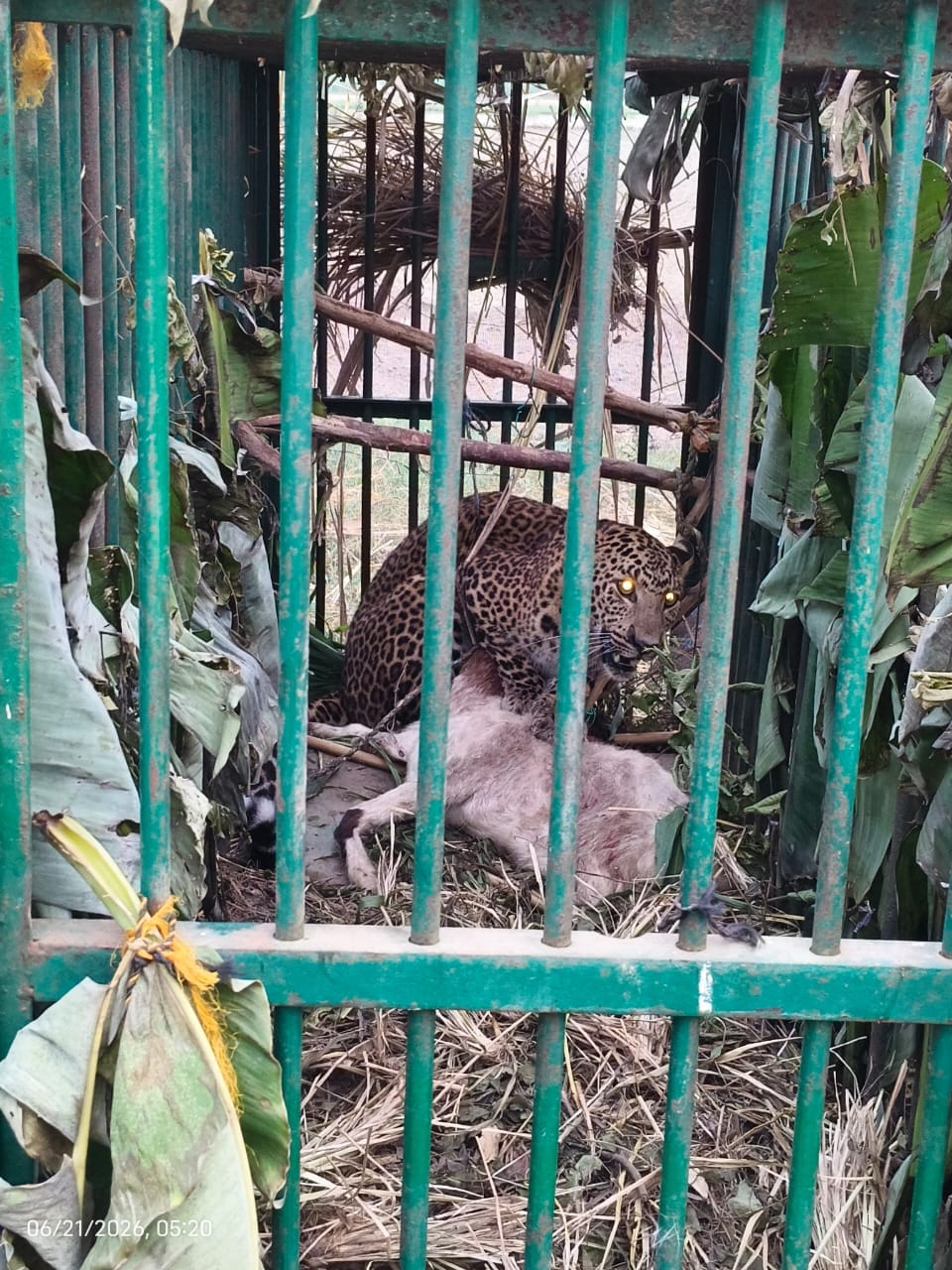 Leopard trapped in cage; villagers heave a sigh of relief.