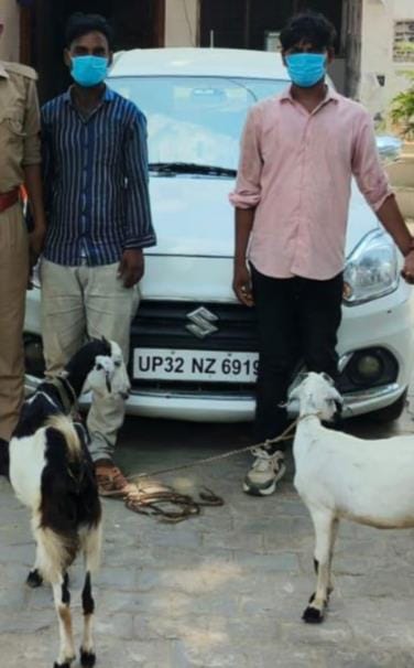 Goats stolen using a car; two arrested.