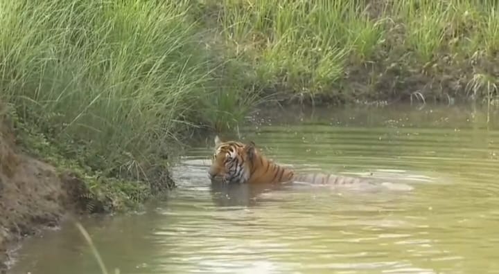 Tiger spotted having fun at the waterhole.