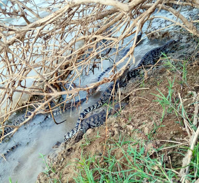 Hatching of crocodiles begins in Chambal, 135 little guests arrive in 4 days