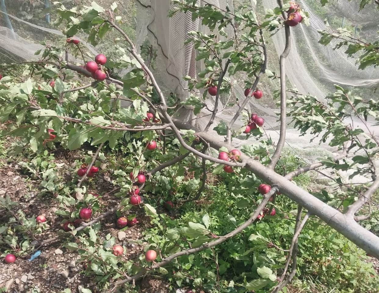Rain and hailstorms shatter orchardists' dreams.