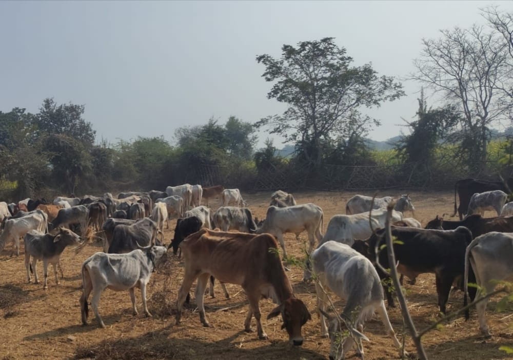 329 cow shelters in the division housing fewer than 100 cattle will be closed.