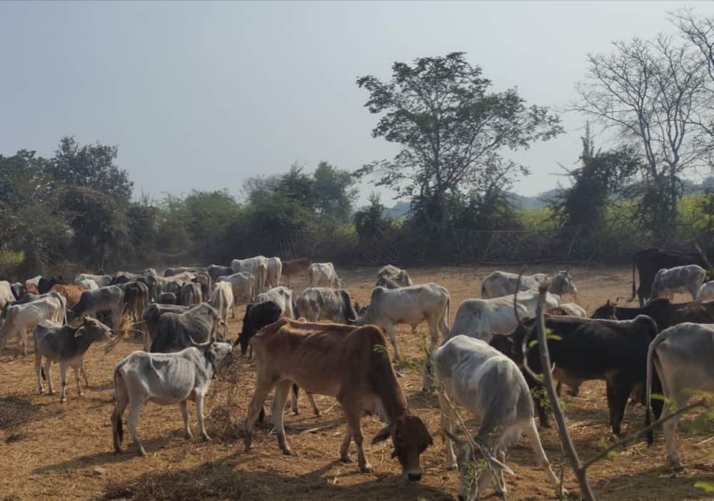 फोटो- 03 तिंदवारी अस्थाई गोशाला में बंद गोवंश। संवाद