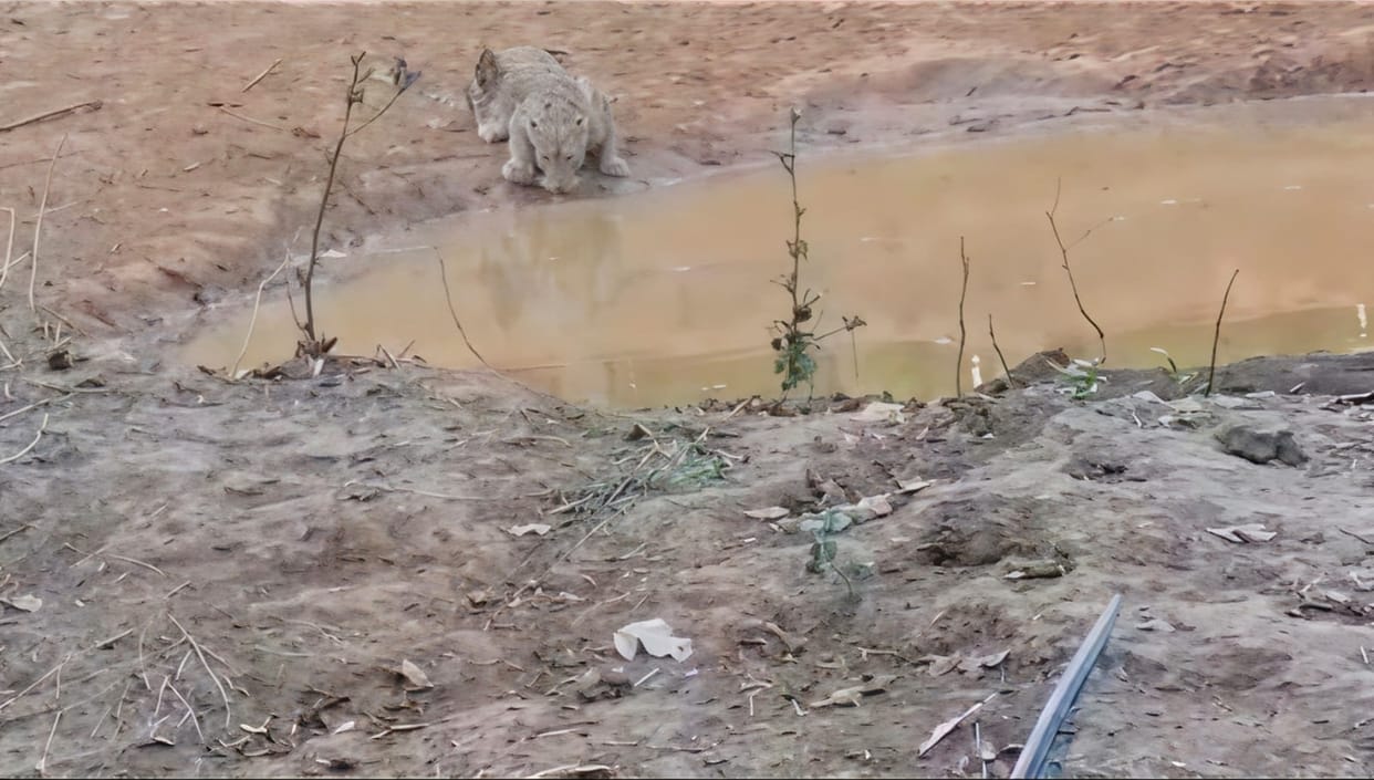 Leopard spotted at a water source in Ranipur Tiger Reserve.