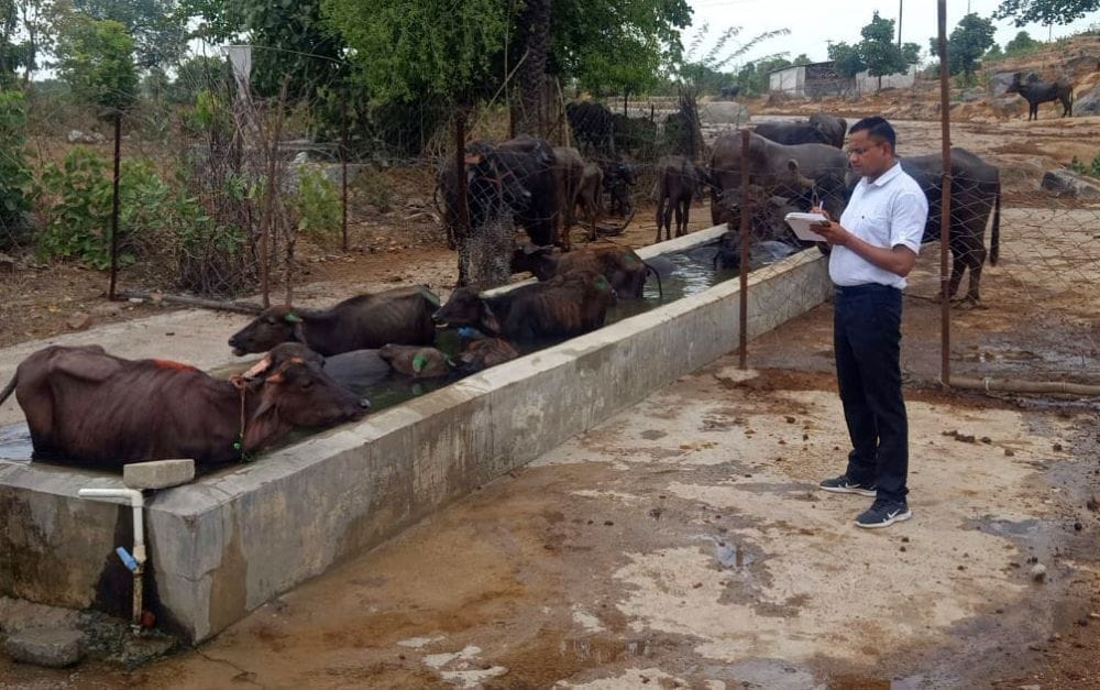 Police intercepted a truck loaded with buffaloes; 65 cattle were packed inside like straw.