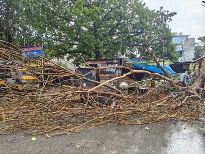Dry tree falls due to storm and rain; bike crushed.
