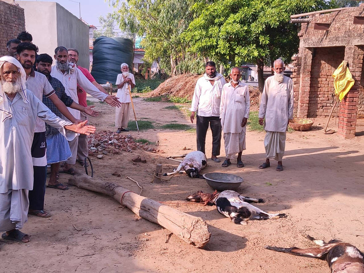 Leopard enters animal enclosure, kills four goats