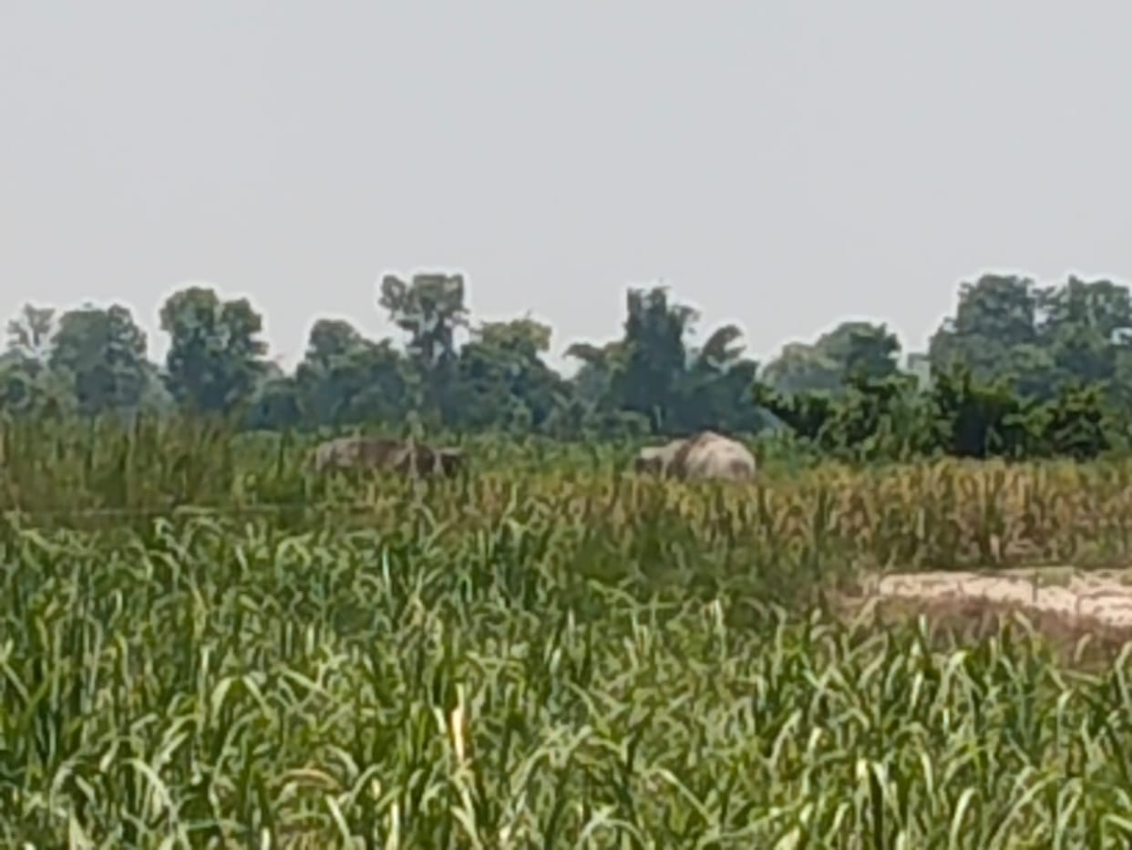 Two elephants from Nepal reached Bharatpur and Shastri Nagar, trampling sugarcane crops.