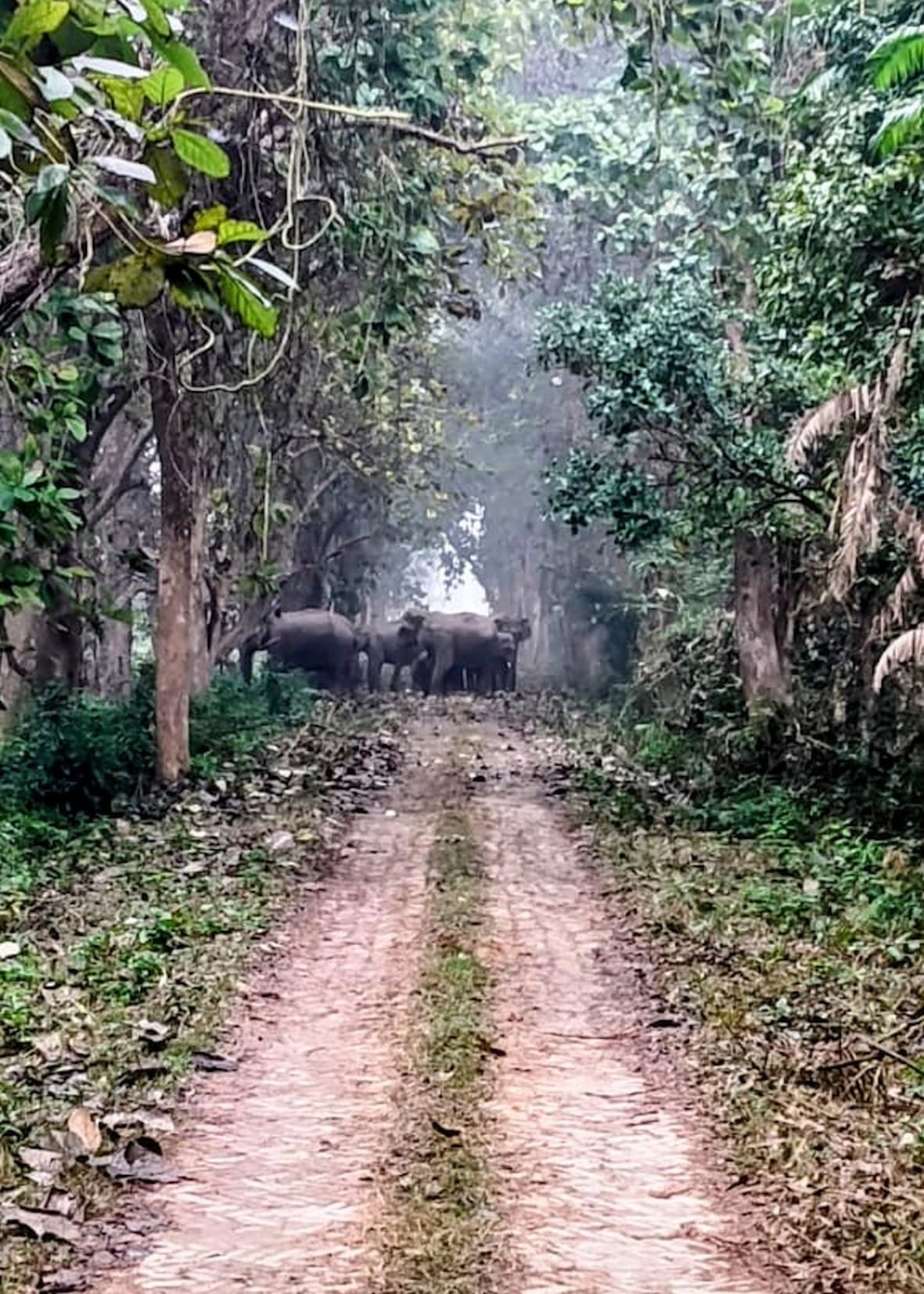 Elephants demolish house and trample crops in Retiya.