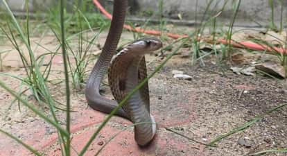 रेस्क्यू टीम ने सुरक्षित पकड़ा