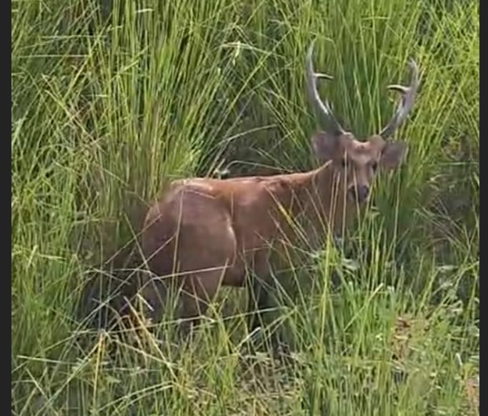 Rare species of deer spotted by the highway in the City Police Station area.