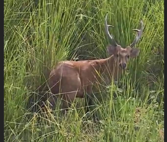 नगर थाना क्षेत्र के ग्राम बसहवा के पास दिखा बारसिंघा-स्रोत सोशल मीडिया