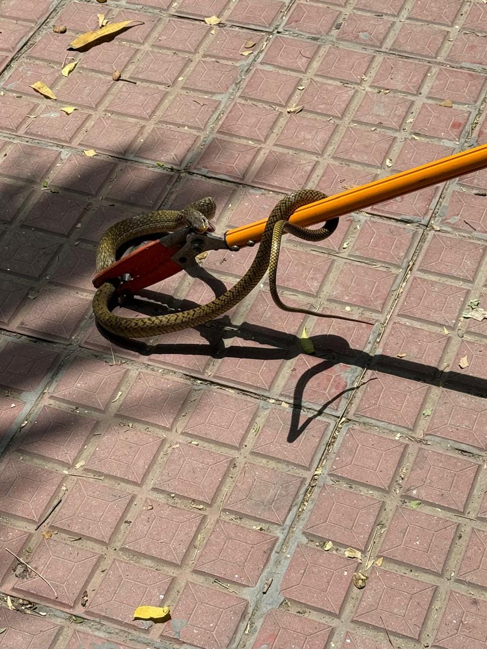 Snake found in Sector-36; Forest Department captures it.