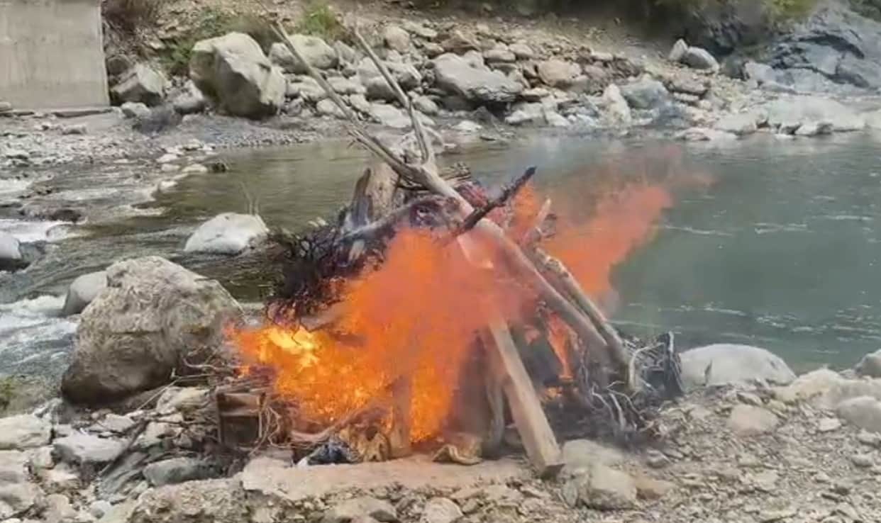 Black bear's carcass cremated after post-mortem