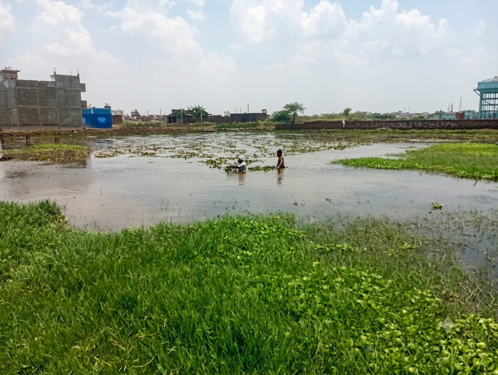 Waterlogging in vacant plots; water chestnut vines being planted.