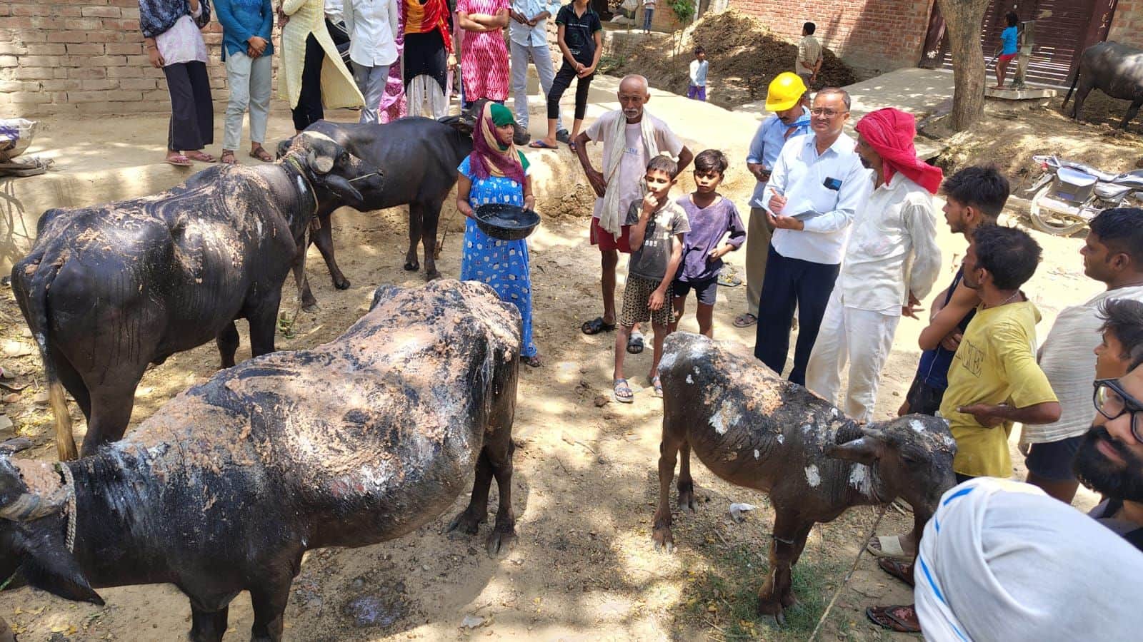 फोटो-9- आग से झुलसे मवेशी व जानकारी लेते लेखपाल। संवाद