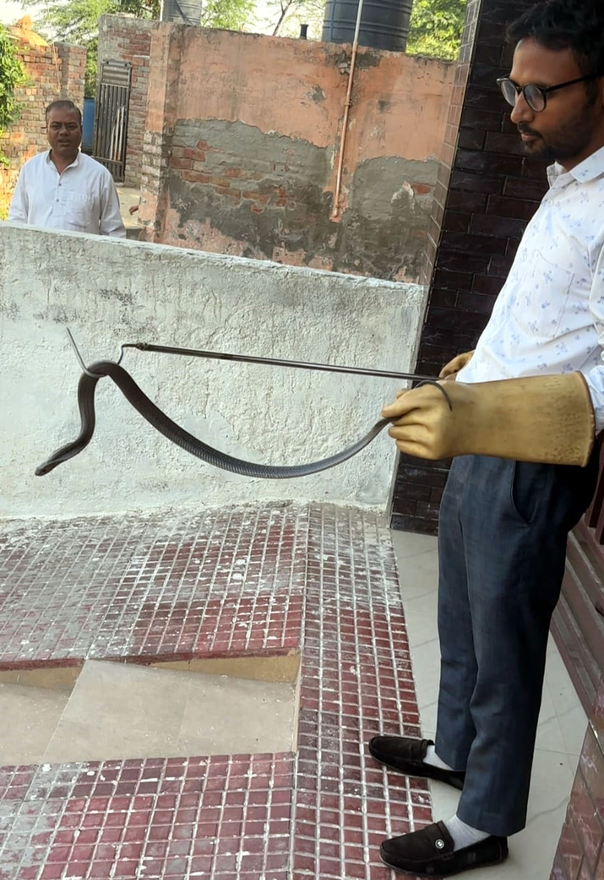Cobra caught at a house in Khedi Lamba village.