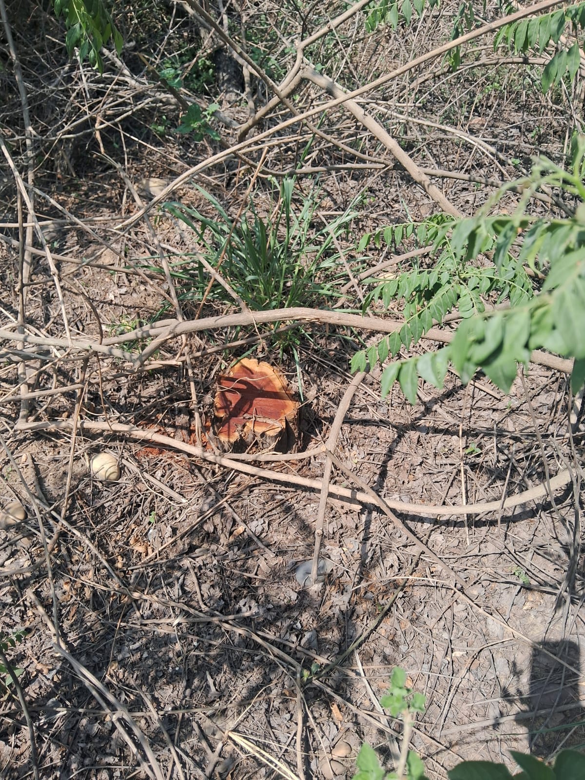 Unknown persons cut down and took away 30 Khair trees in Bhadiyara.