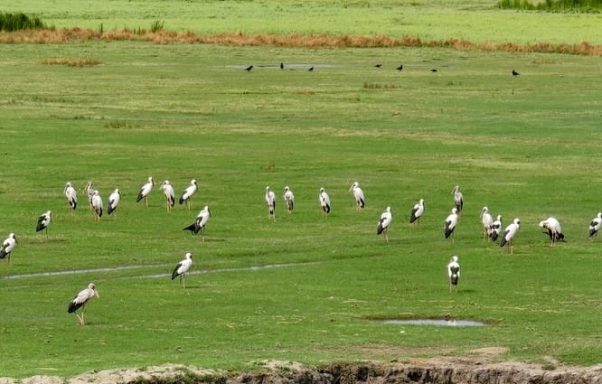 Circumstances changed after the COVID period; the climate of Khadda appealed to the Sarus crane.