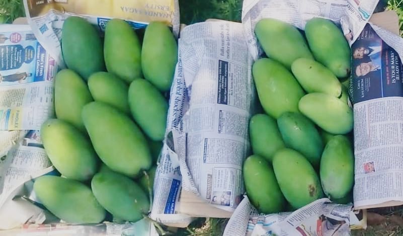 Monsoon's indifference dulls the sweetness of Dasheri mangoes.