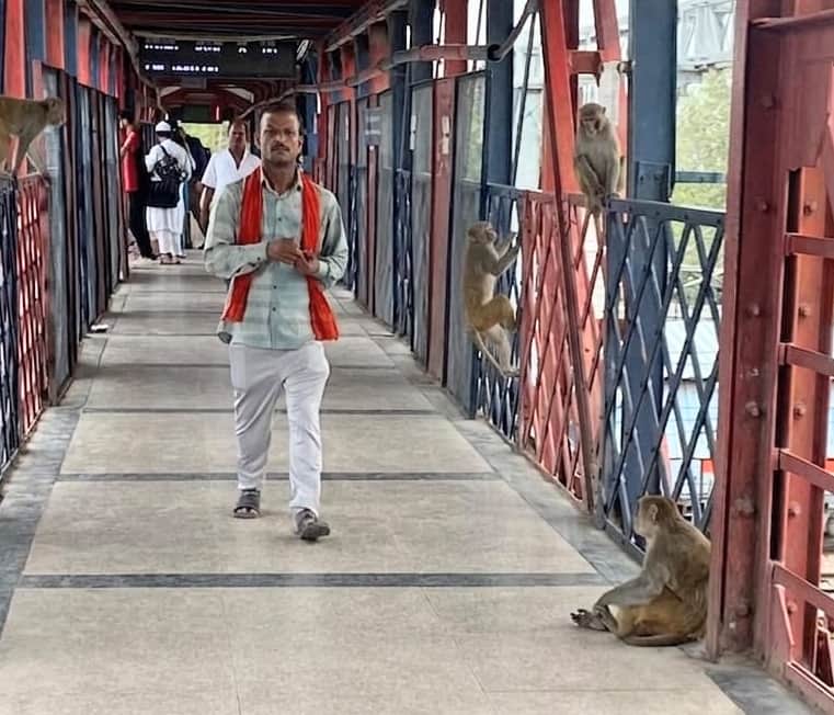 Passengers face inconvenience due to monkeys at the old railway station.