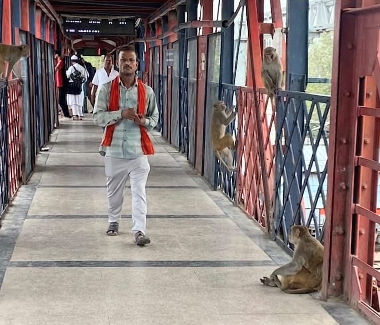 Passengers face inconvenience due to monkeys at the old railway station.