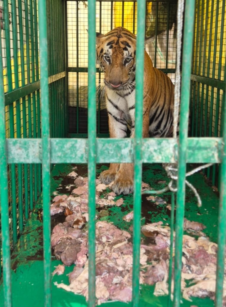 Tigress dies after being captured
