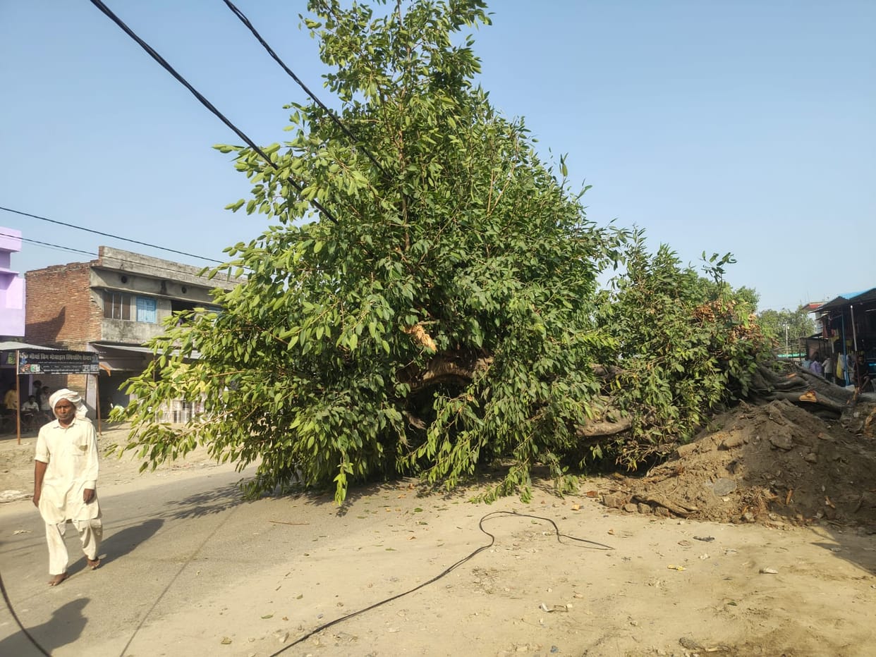 A huge tree collapsed during JCB excavation