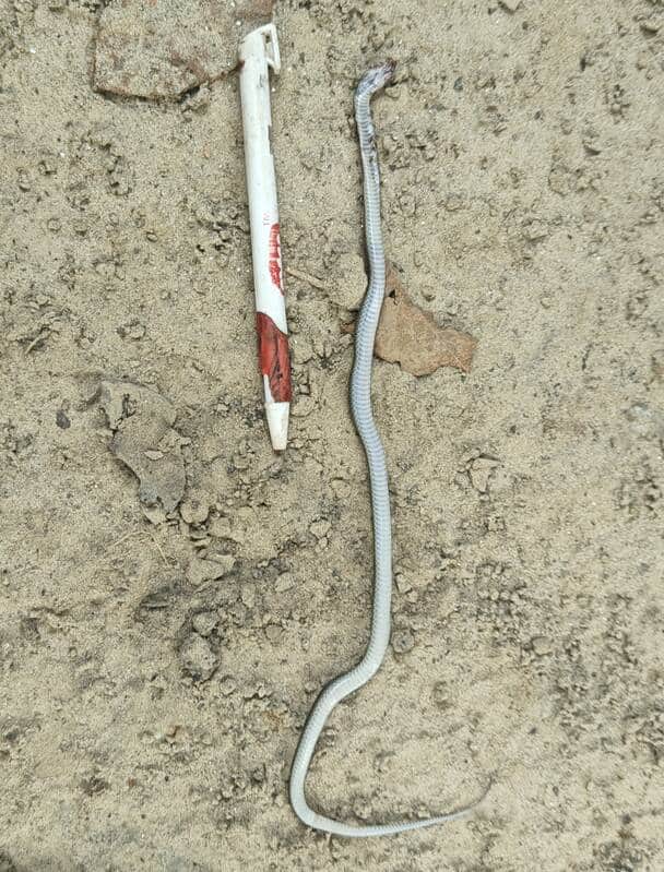 Twin-spotted wolf snake spotted for the first time in Dudhwa Tiger Reserve