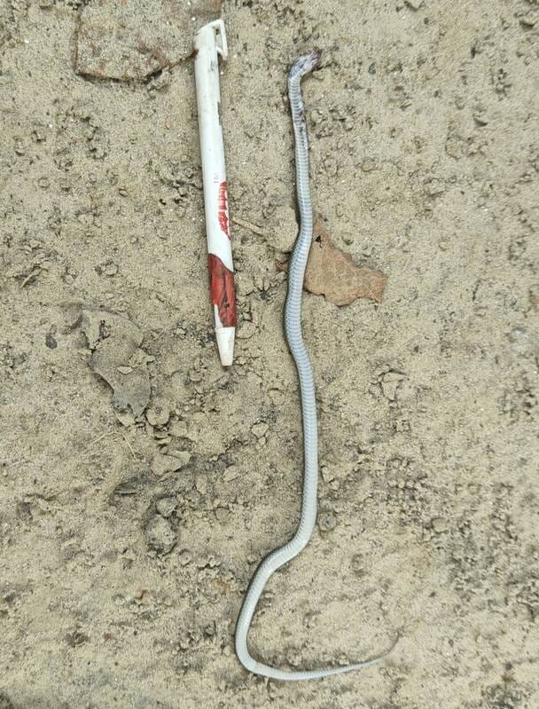 Twin-spotted wolf snake spotted for the first time in Dudhwa Tiger Reserve