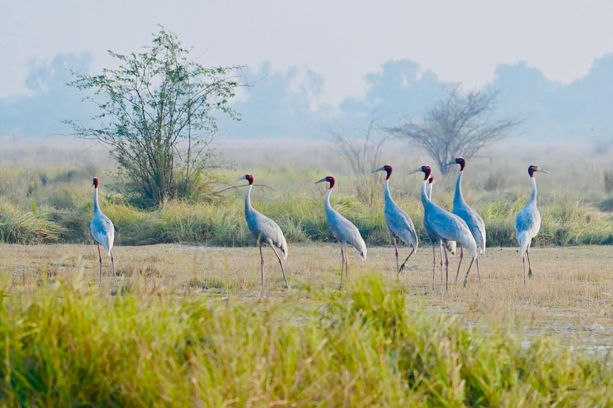 Sarus crane census begins; data to be released soon.