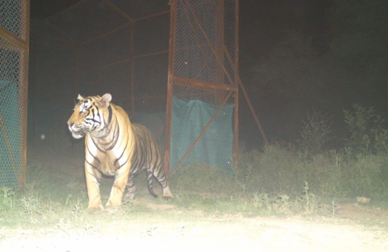 Bundi News: Rajasthan Marks First Successful Rewilding as Orphaned Tiger RVT-07 Returns to Forest