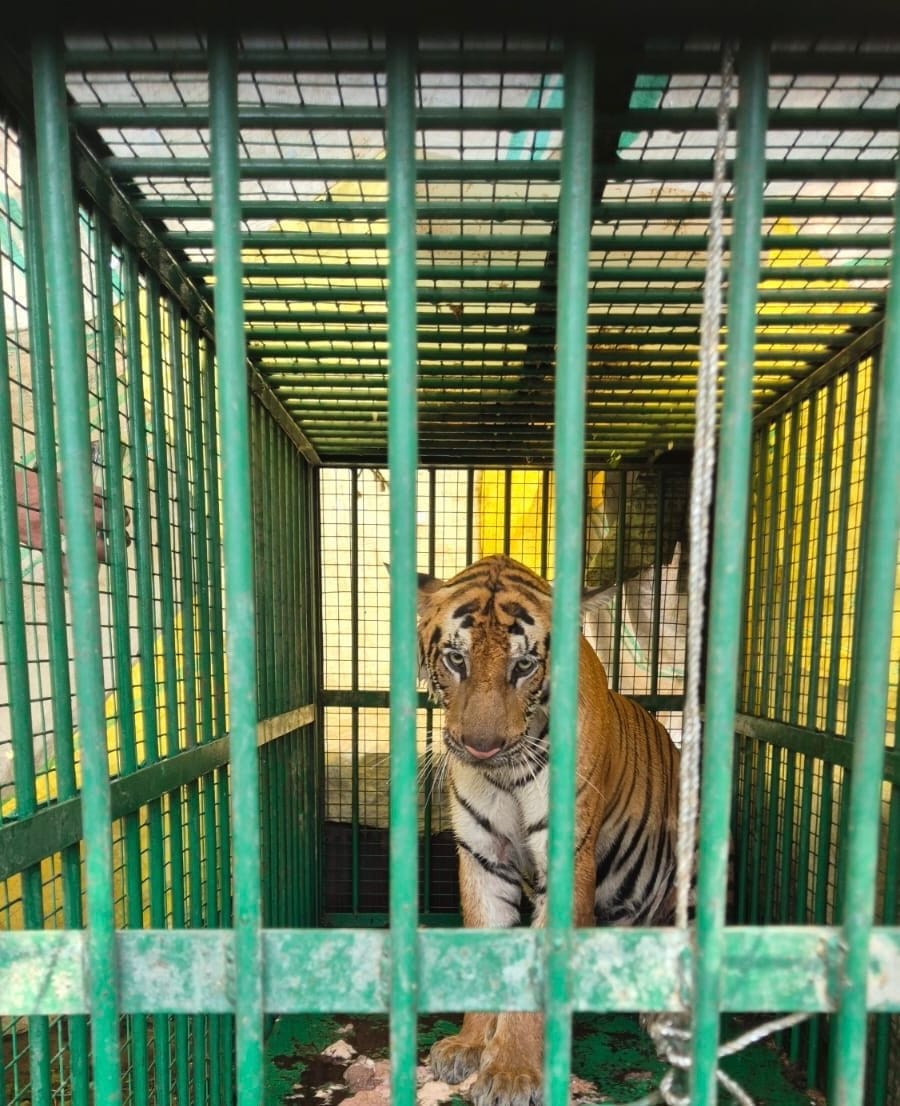 From sugarcane fields to cages, then the story ends